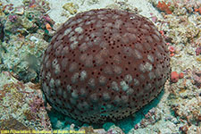 cushion star